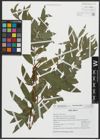 Foto von Salix alba L.